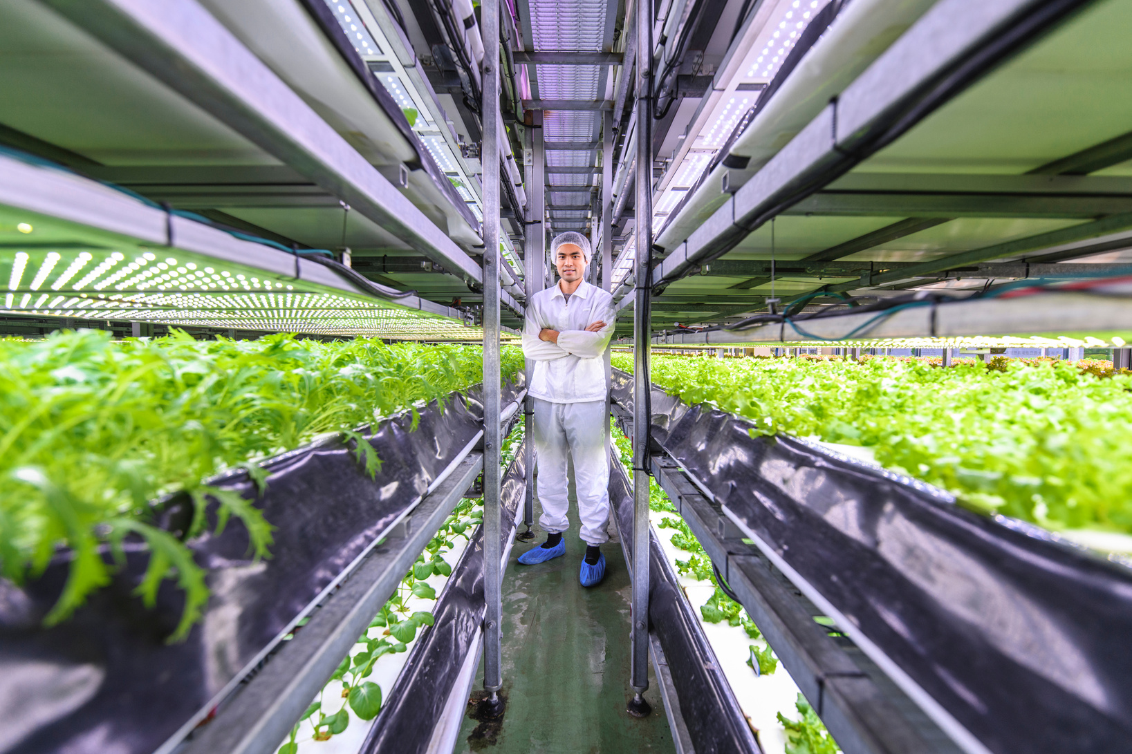 Taiwanese Farm-to-Table Researcher Standing in Vertical Farm